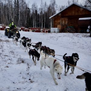 Alaskan Sled Dogs in Eureka, Alaska