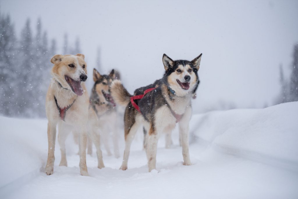 Sled Dogs Mushing In Alaska