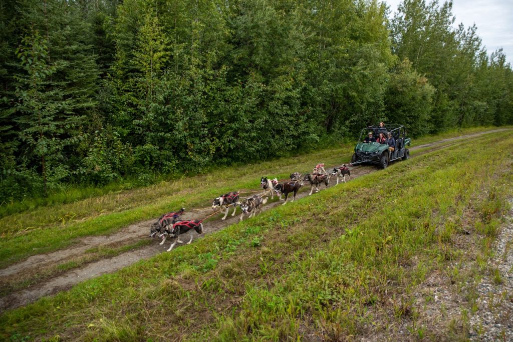 Dog Sledding In the Summer in Fairbanks Alaska