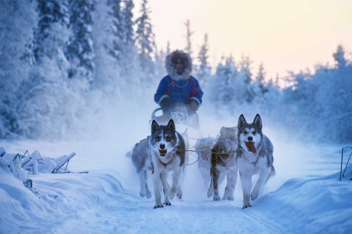 winter dog sled tours alaska