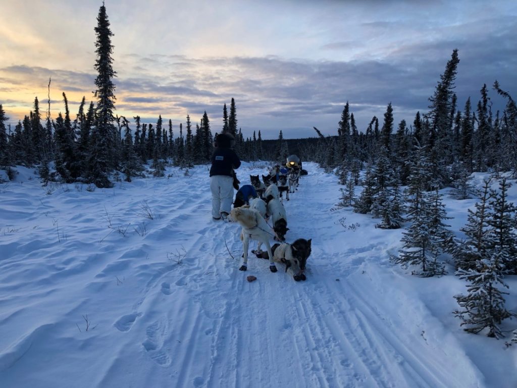20 Alaskan Sled Dogs Pulling Sno Go In Dog Jackets In While Mountains 