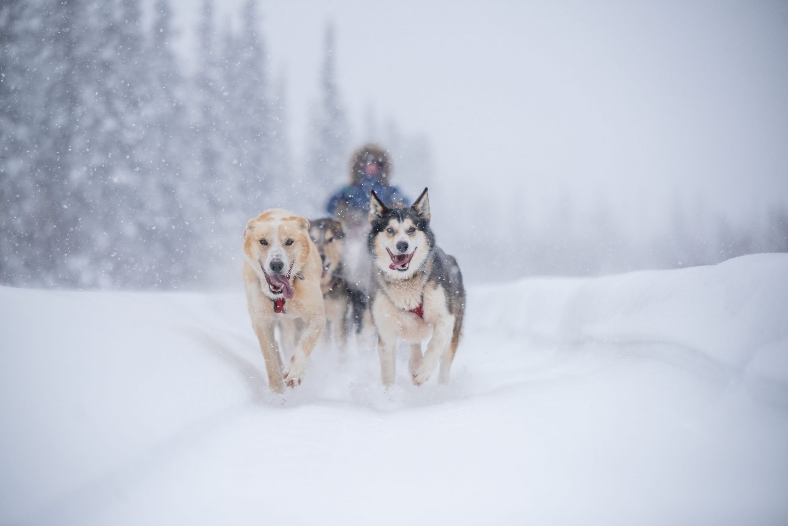 Alaskan Sled Dogs Mushing