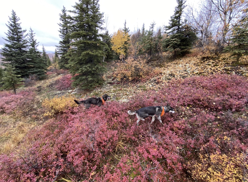 Alaskan husky dogs playing in Fairbanks Alaska Fall changing leaves.