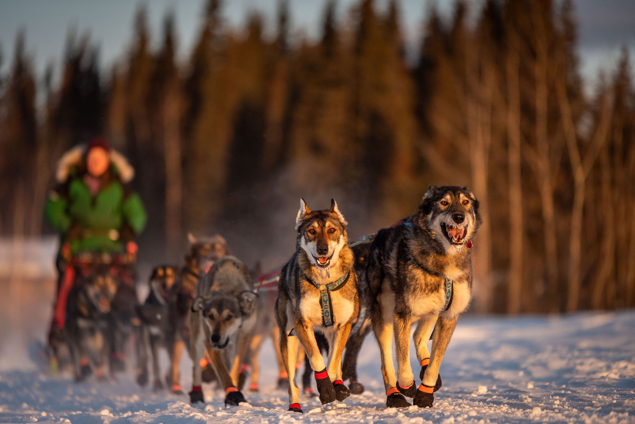 Dog Sledding with a professional mushing team in Fairbanks Alaska