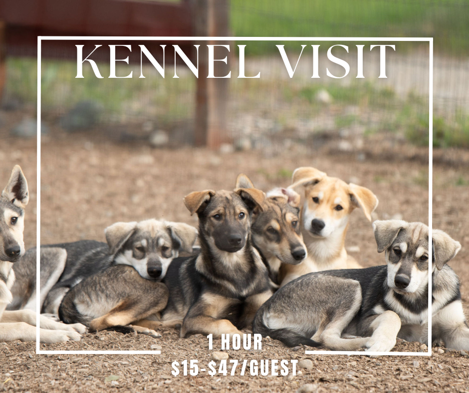 Kennel Visit 2