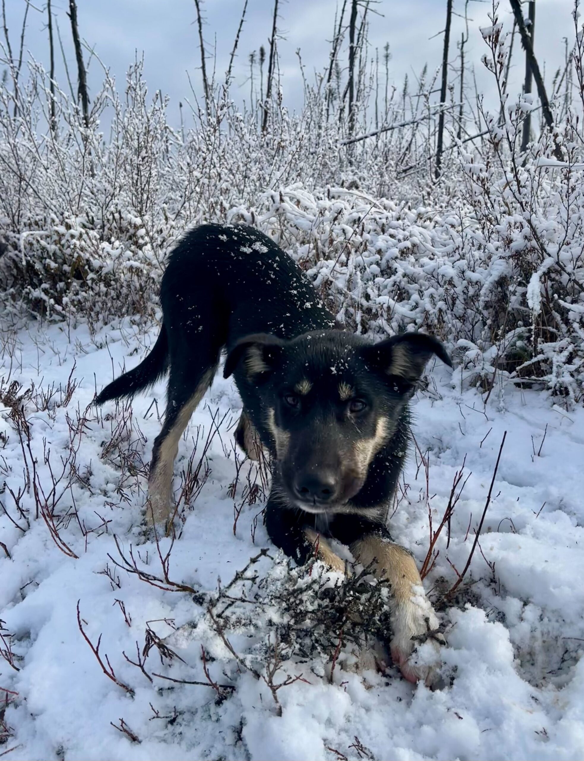 Skipper playing in snow