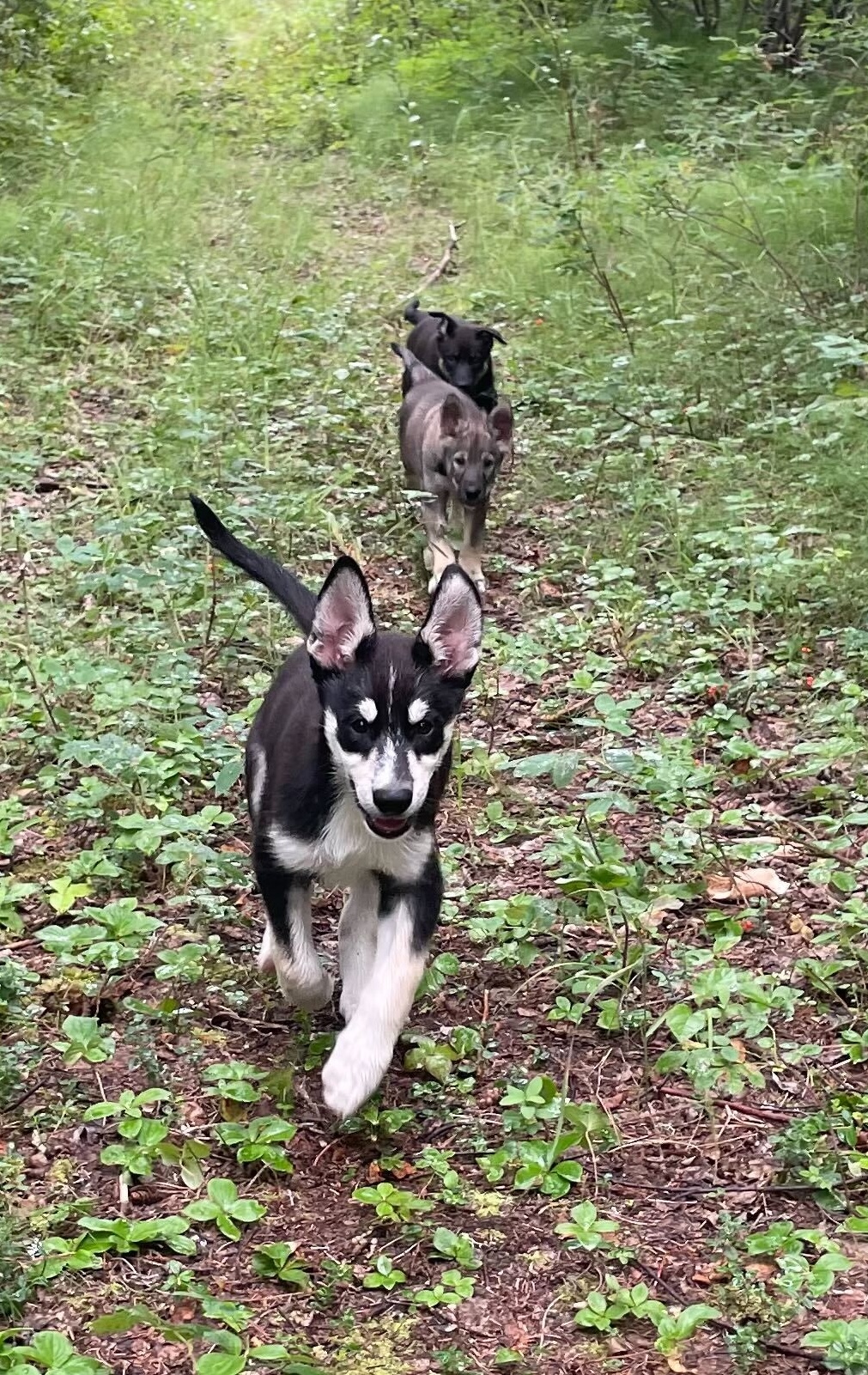 Black/white Scooch running towards camera