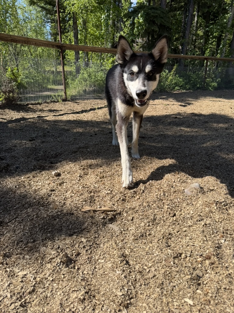 Scooch